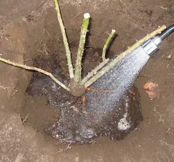 Посадка розы с открытой корневой системой весной