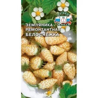 Семена седек москва
