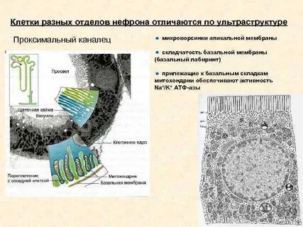 Строение ресничек и микроворсинок