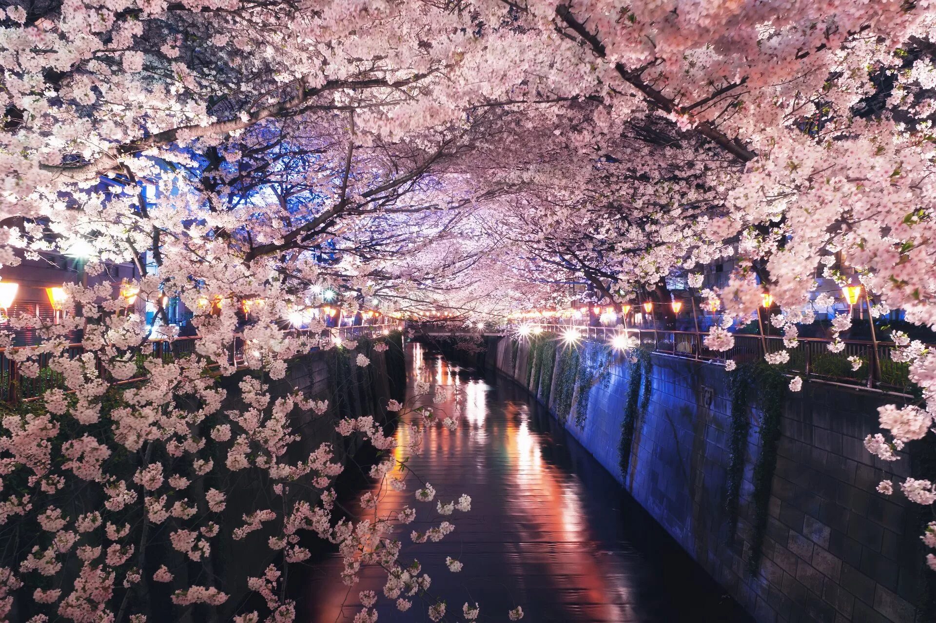 Сакура ночью. Река Мегуро Токио. Корея черри блоссом. Цветение Сакуры в Южной Корее. Черри блоссом в Токио.
