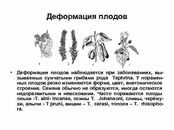 Тип развития заболевания. Деформация плодов. Деформация плодов и семян. Деформация плодов болезнь. Деформация плодов ольхи.