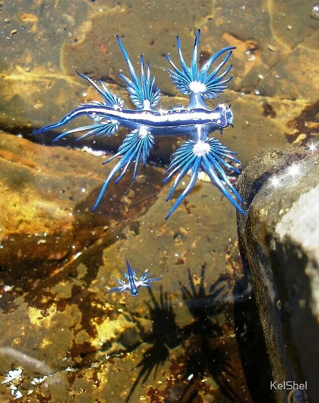 Голожаберный моллюск синий дракон. Glaucus atlanticus голубой дракон. Голожаберные моллюски голубой ангел. Голубой ангел фото и описание. Голожаберные моллюски голубой ангел.