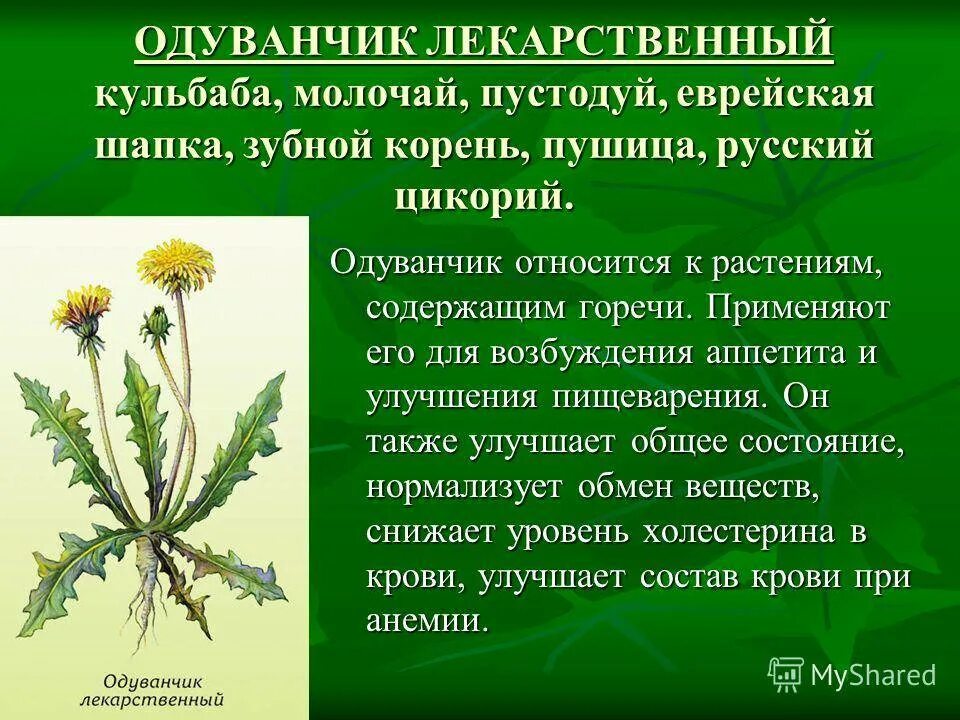 Одуванчик полевой лекарственный. Молочай одуванчик. Одуванчик лекарственный – Taraxacum officinale. Одуванчик лекарственный характеристика. Польза цветков одуванчика для здоровья