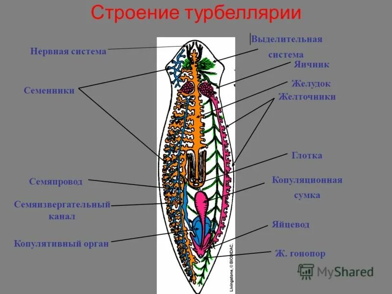 Система ресничных червей. Схема строения плоских червей. схема внутреннего строения плоских червей. внутреннее строение ресничных червей. плоские черви внешнее и внутреннее строение.