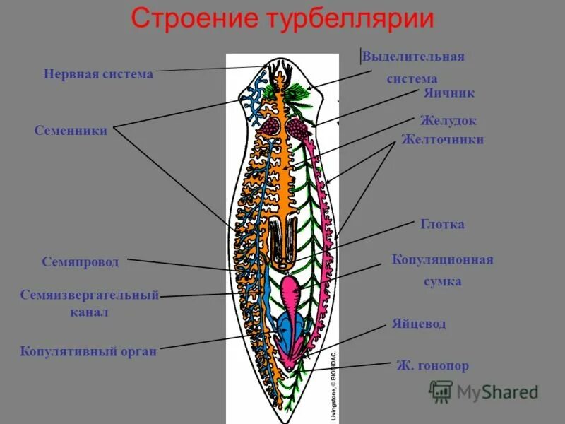 Система ресничных червей. Схема строения плоских червей. Схема внутреннего строения плоских червей. Внутреннее строение ресничных червей. Плоские черви внешнее и внутреннее строение.