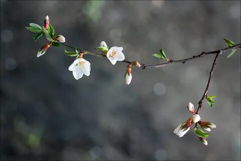 Весенний минимализм