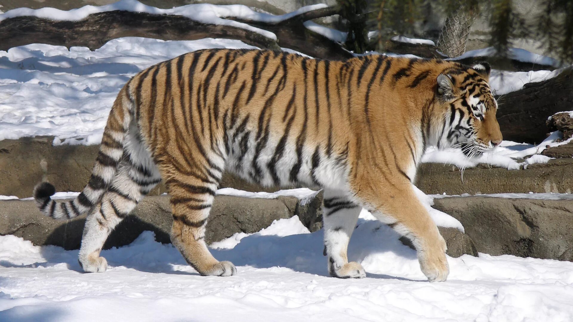 Тайгер на русском. Сибирский тигр (Panthera Tigris altaica). Амурский тигр фото. Уссурийский тигр. Фото Уссурийского тигра.