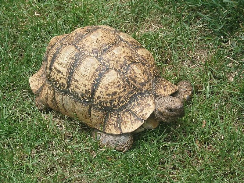 Черепаха пример. Geochelone pardalis. пантеровая черепаха. шпороносная черепаха сухопутные черепахи. сухопутная леопардовая черепаха.