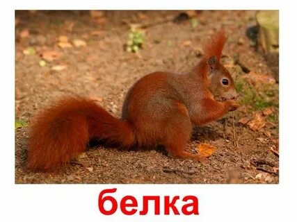 Подписать животный