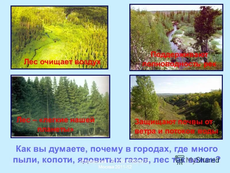 осадки хвойных лесов. мини проект жизнь леса 2 класс. рисунок для очищения воздуха. воздух леса. лес очищает воздух.