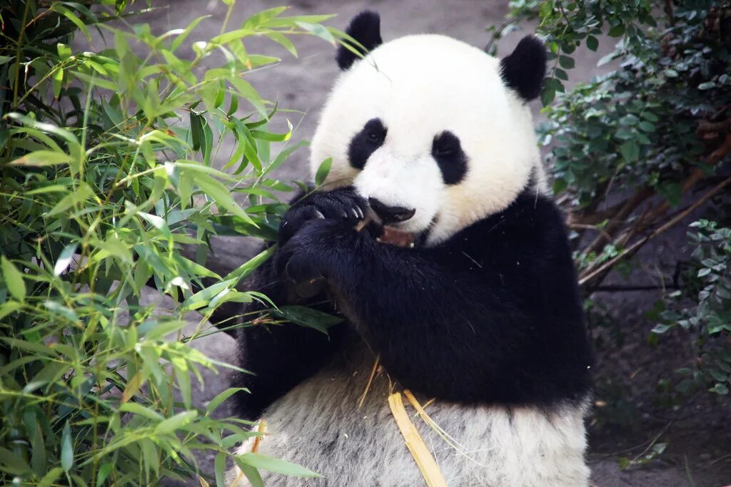 Panda have