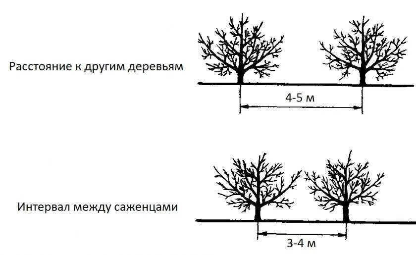 На каком расстоянии можно сажать яблони. Схема посадки косточковых деревьев. Схема высадки яблонь. Схема посадки карликовых яблонь. Полукарликовые яблони схема посадки.