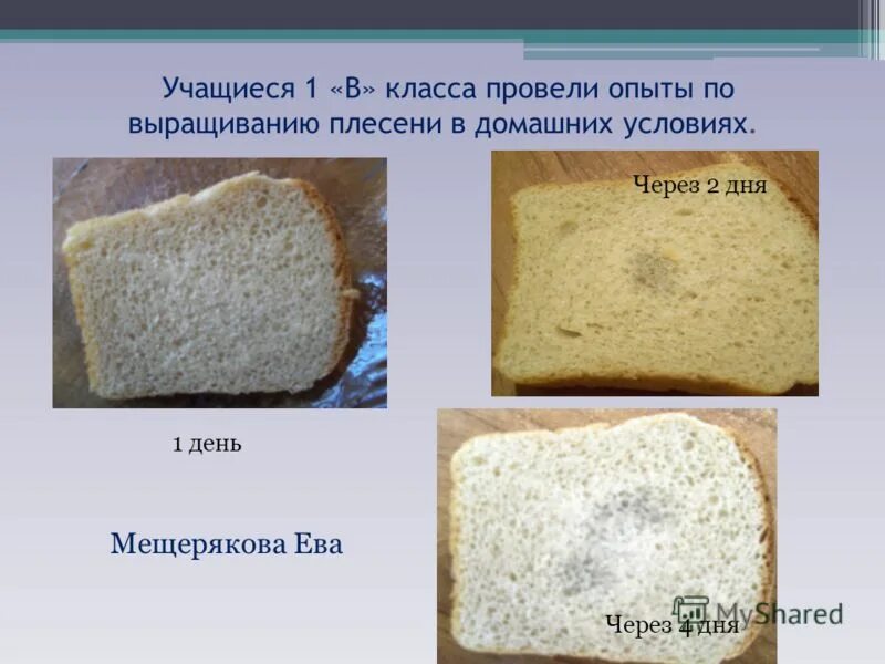 Образование плесени на хлебе. Опыт с хлебом и плесенью. Эксперимент по выращиванию плесени на хлебе. Опыт выращивание плесени на хлебе. Плесень 2 класс