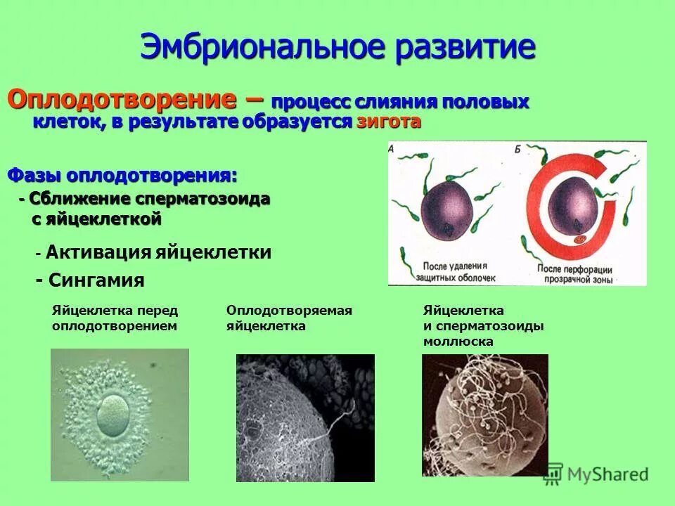 Процесс оплодотворения. Процесс слияния мужской и женской половых клеток. Процесс оплодотворения клетки. Оплодотворение это процесс слияния.