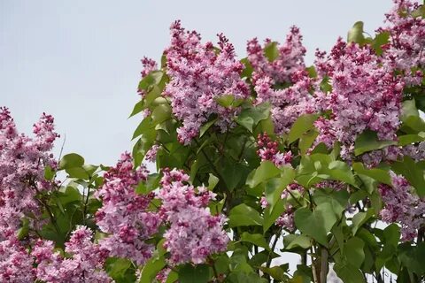 Песню ивана кучина цветет сирень