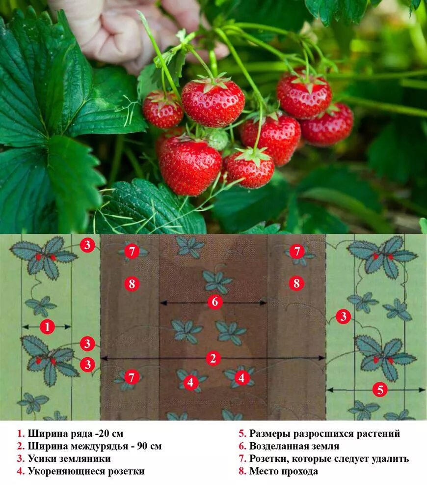 Посадка клубники сорта. Грядки для клубники. Посадка клубники. Клубника в огороде. Посадка клубники в грядки.