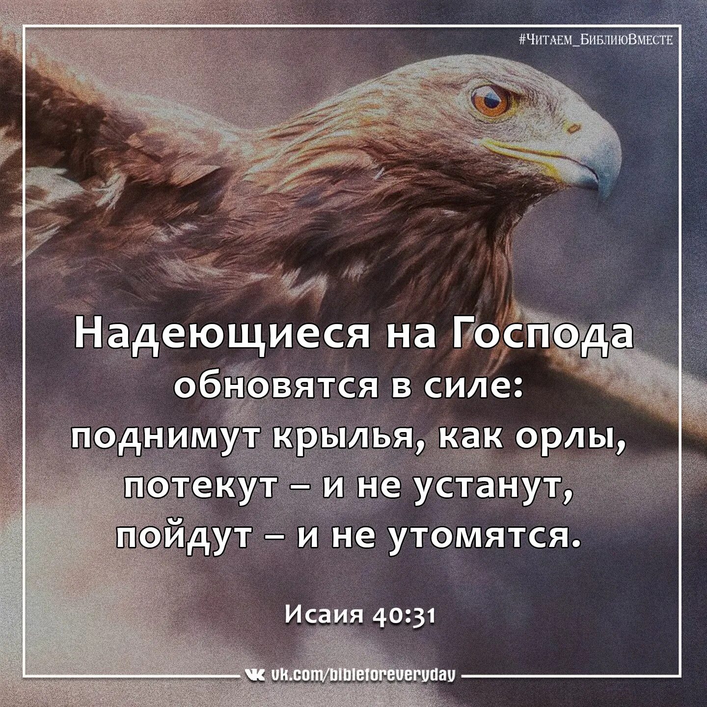 Надеющиеся на господа поднимут крылья как орлы. Надеющиеся на господа обновятся в силе.