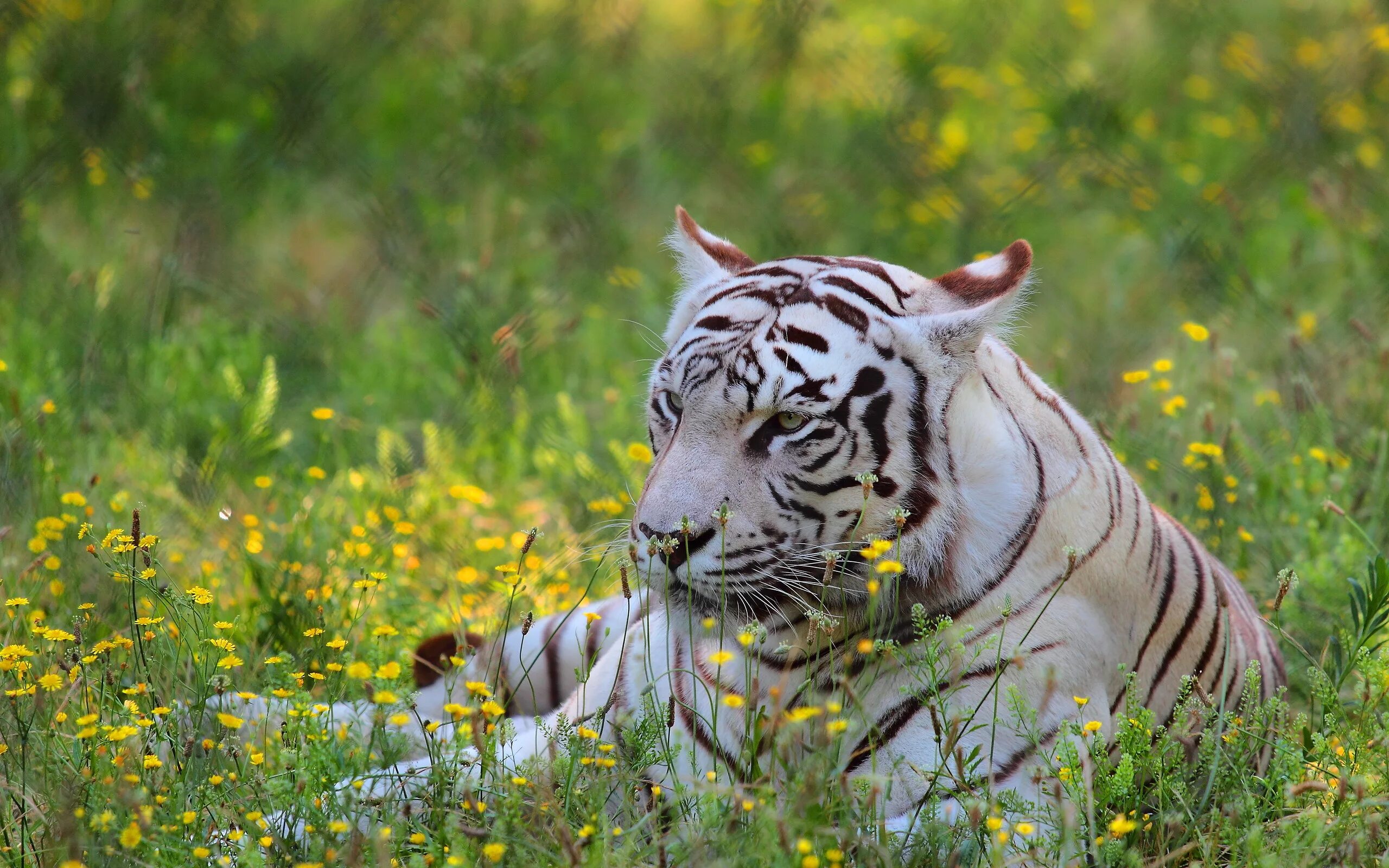 Tiger grass color