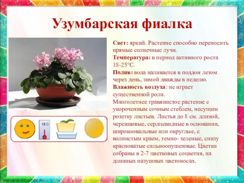 Комнатные растения для детсада. Комнатные растения средняя группа. Картотека комнатных растений. Комнатные цветы для дошкольников. Уход за комнатными растениями средняя группа.