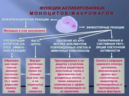Основные функции макрофага