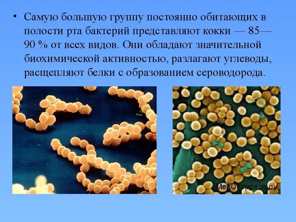 Микрофлора ротовой полости. Vbrhjakjhмикрофлора полости рта. Количество микроорганизмов в полости рта. Кокки бактерии. Сколько бактерий во рту