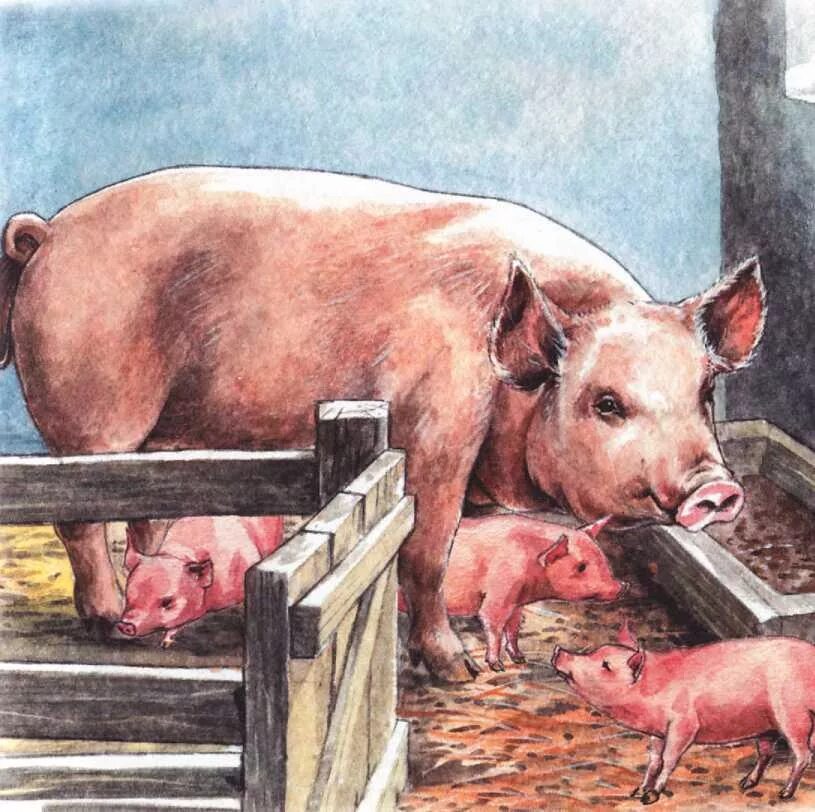 Рассказ свинки. Свинья в свинарнике. Свинарник в деревне для дошкольников. Свиноферма в деревне. Домашние животные свинья с поросятами.