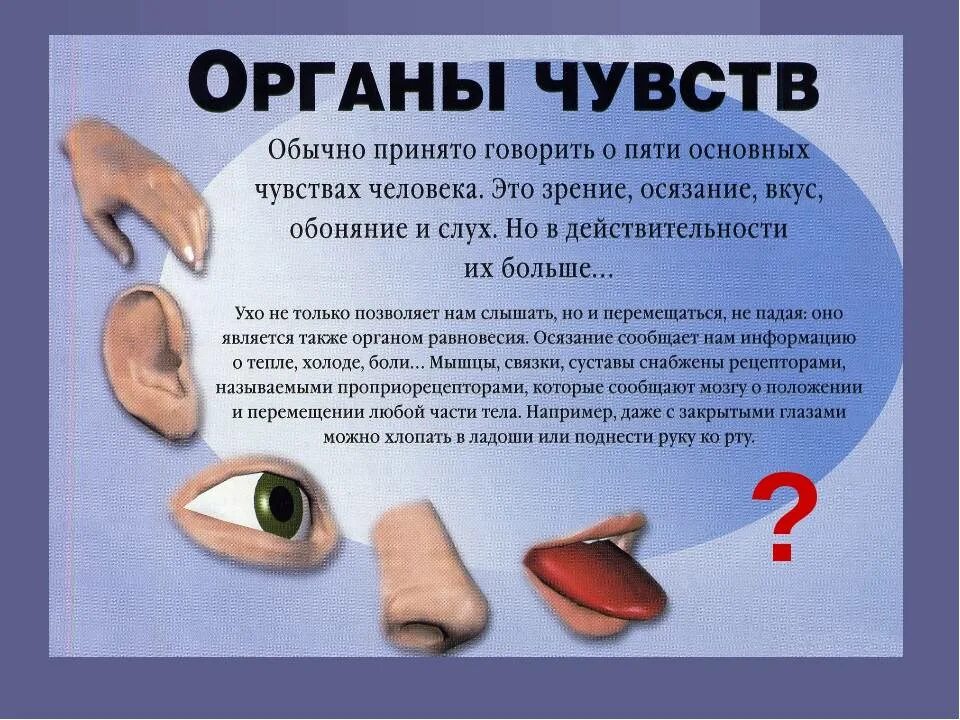 Органы чувств появились у. Органы чувств. Органы зрения слуха обоняния вкуса осязания. Ощущения органы чувств. Органы чувств человека и их основные функции.