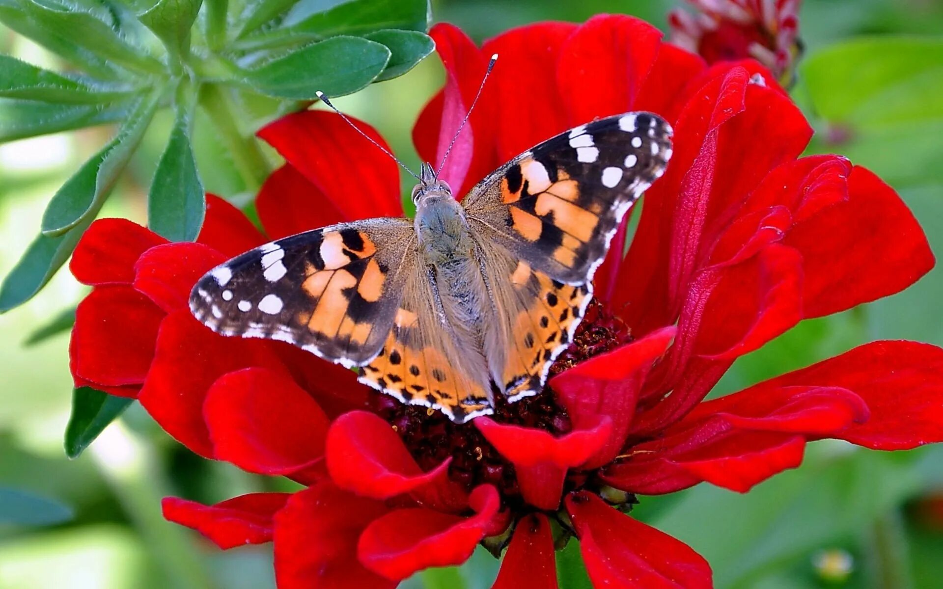 Красивые бабочки. Бабочка на цветке. Бабочки в цветах. Красивые картинки. Включи где бабочки