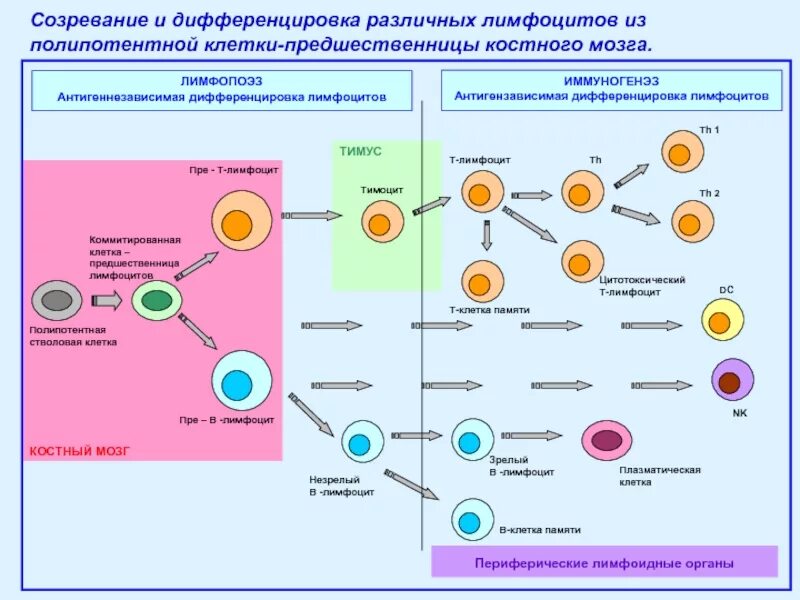 Осуществляется направленное перемещение и дифференцировка клеток. Схема развития клеток иммунной системы. схему «стадии дифференцировки т-лимфоцитов. схема дифференцировки т лимфоцитов. этапы дифференцировки т лимфоцитов.