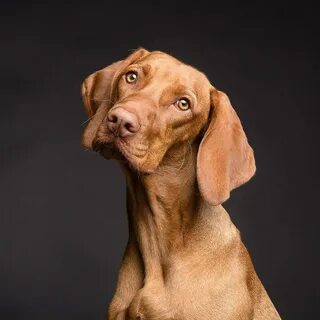 Perros Cómo calcular la "edad humana" de tu perro (y por qué la r...