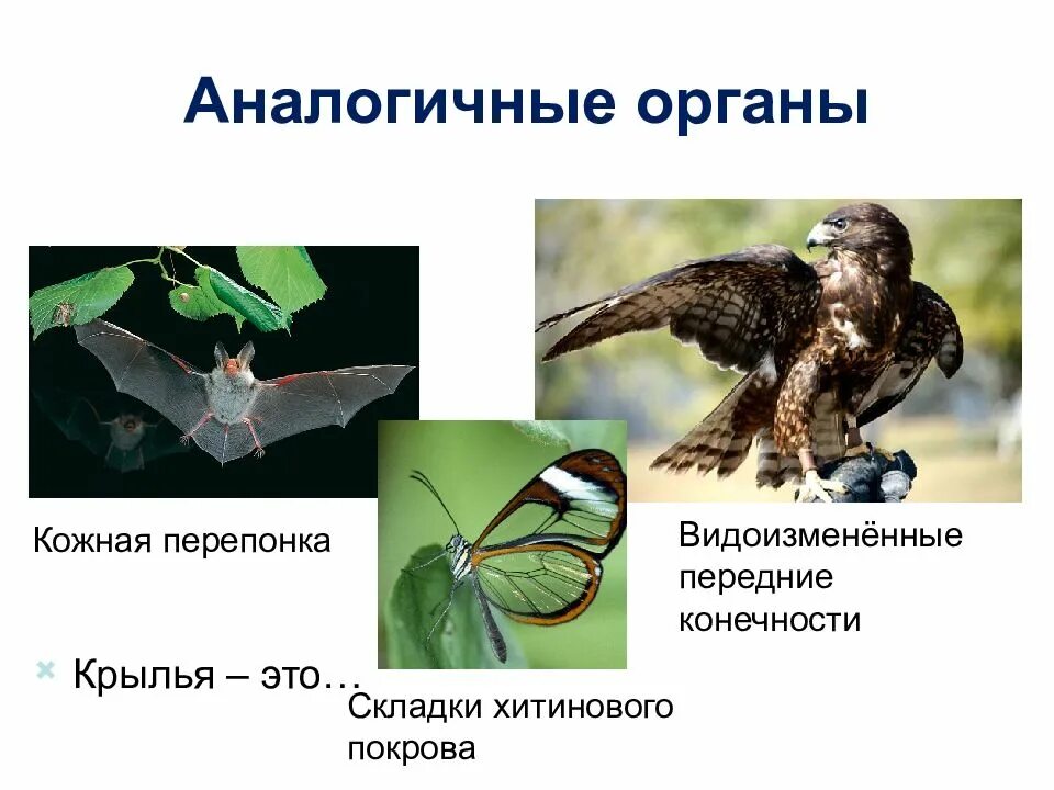 Аналогичные органы. Аналогичные органы