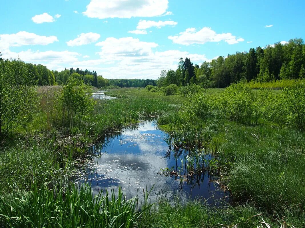 река малая белая. истоки реки волги. исток начало реки. исток реки реки. видео начало реки.