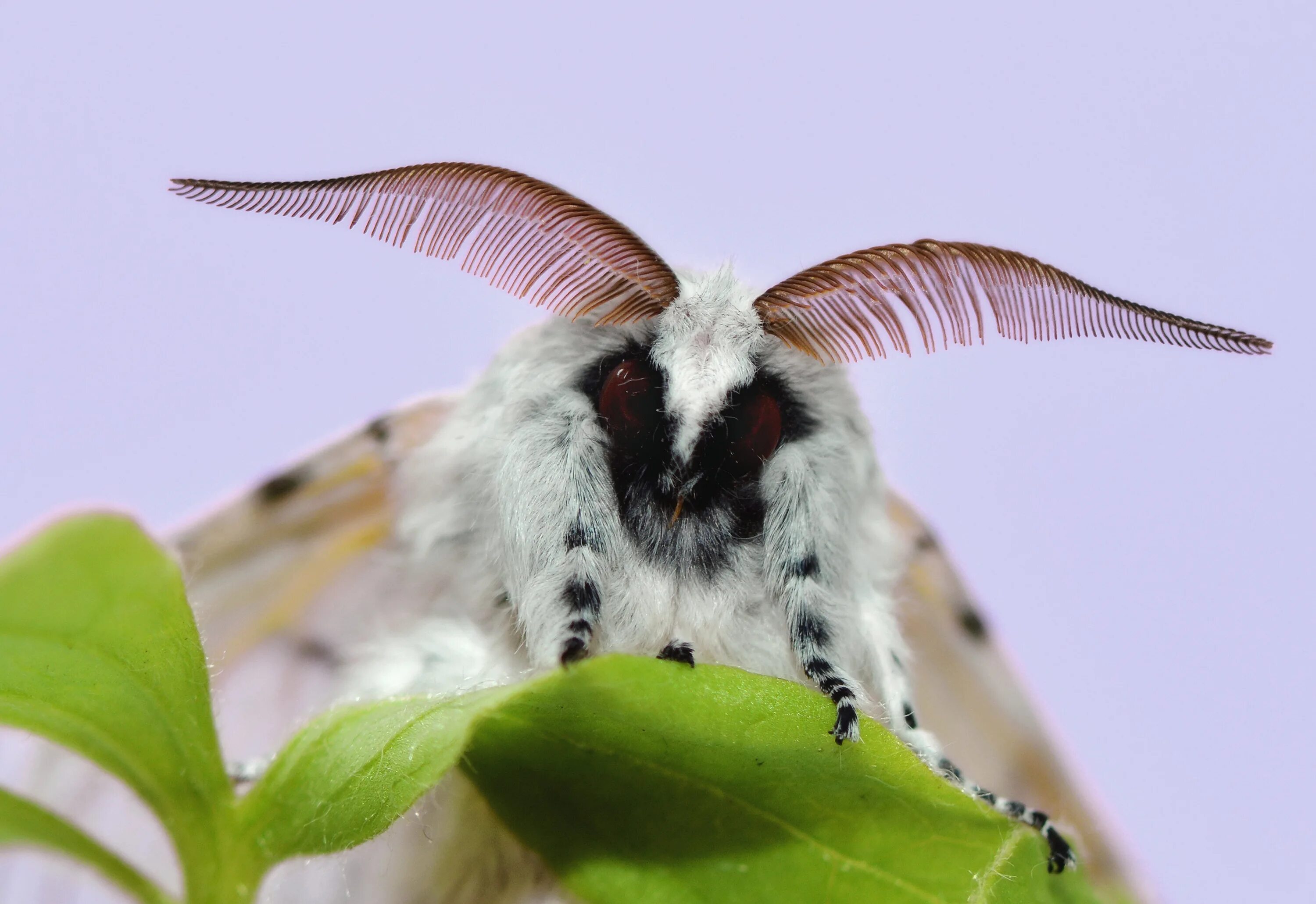 Венесуэльский пуделевый мотылек. Венесуэльский пуделевый мотылек тутовый шелкопряд. Тутовый шелкопряд бабочка. Шелкопряд Гарпия.