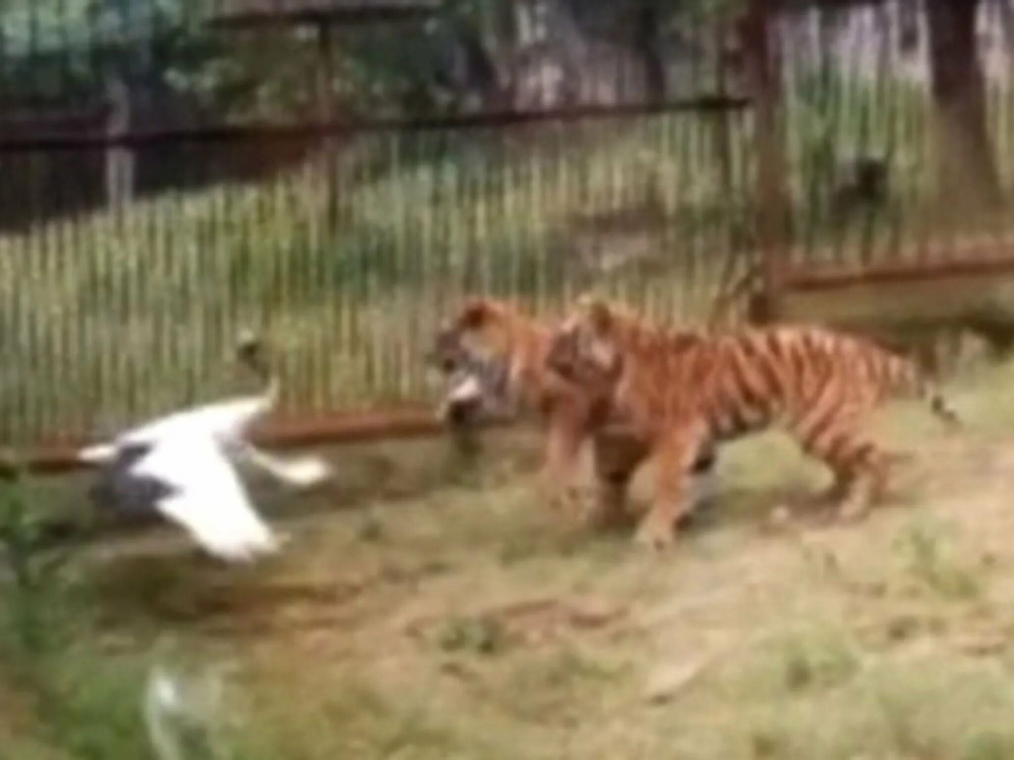 Московский зоопарк вольер тигра. Человек попал в вольер к тигру. Человек прыгнувший в вольер с тигром. Тигр и журавль 2023