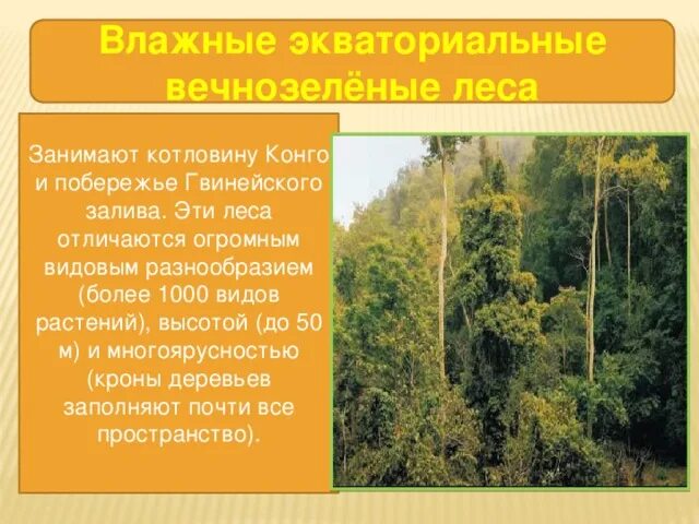 В тропических лесах Южной Америки. - начальные классы, презентации