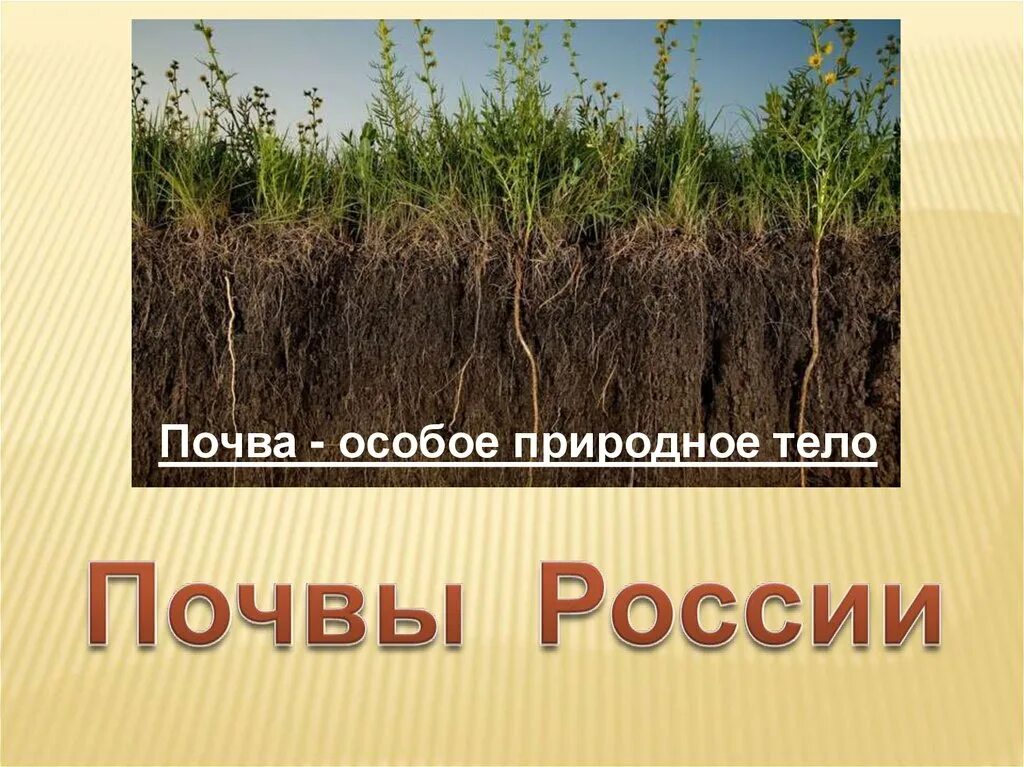 Почва природное тело. Почва как особое природное тело. Почвы России. Почва это особое природное.