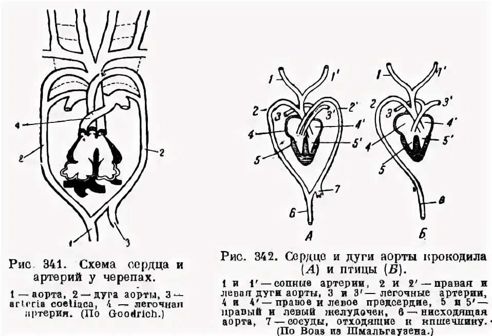 Кровообращение у черепах