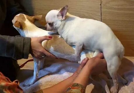 Щенки с мамой. Вязка собак. В каком случать собаку. Как размножаются собаки. Искусственная вязка у собак.