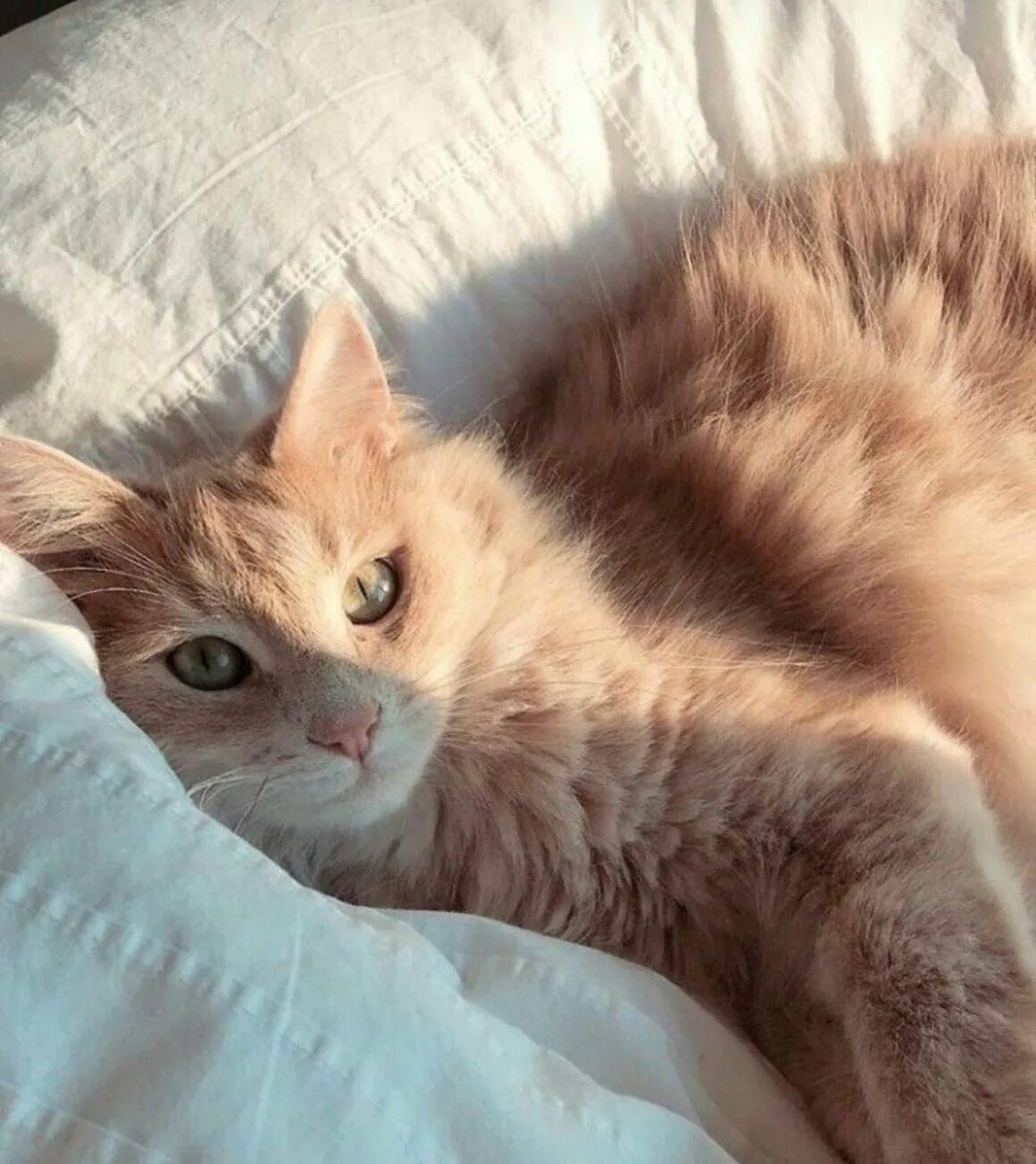 Котова кошка. Эстетика кошек. Котята Эстетика. Кошка персикового цвета. Рыжий котенок Эстетика.