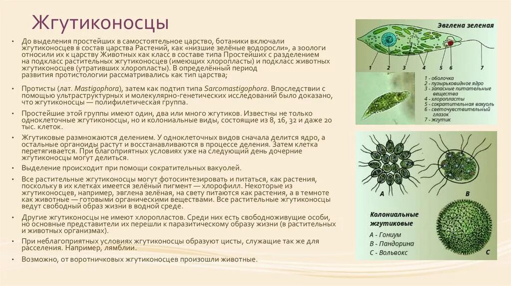 Особенности группы простейших. Представители жгутиковых типа простейших. Жгутиконосцы представители. Подтип жгутиконосцы представители. Одноклеточные жгутиконосцы.