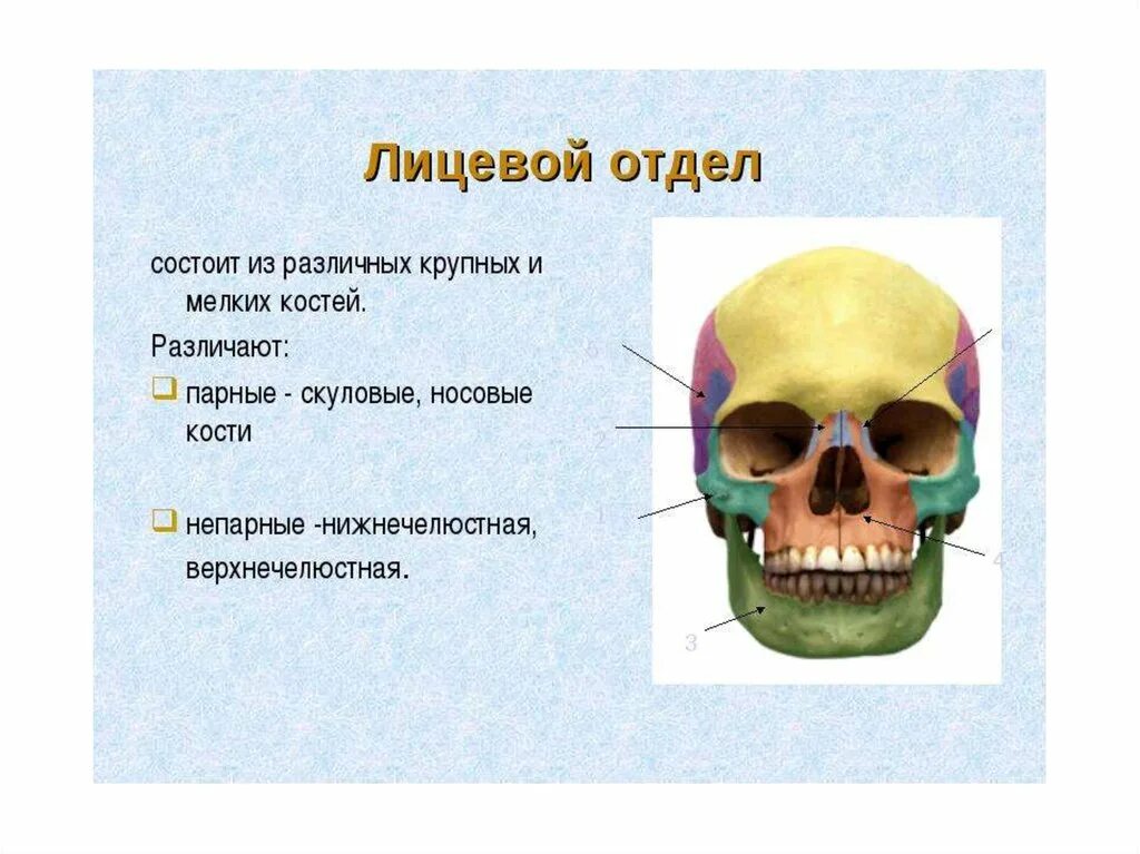 Скелет головы особенности. Кости лицевого отдела черепа анатомия. Лицевой отдел черепа состоит из. Скелет головы череп лицевой отдел. Строение лицевого отдела черепа.