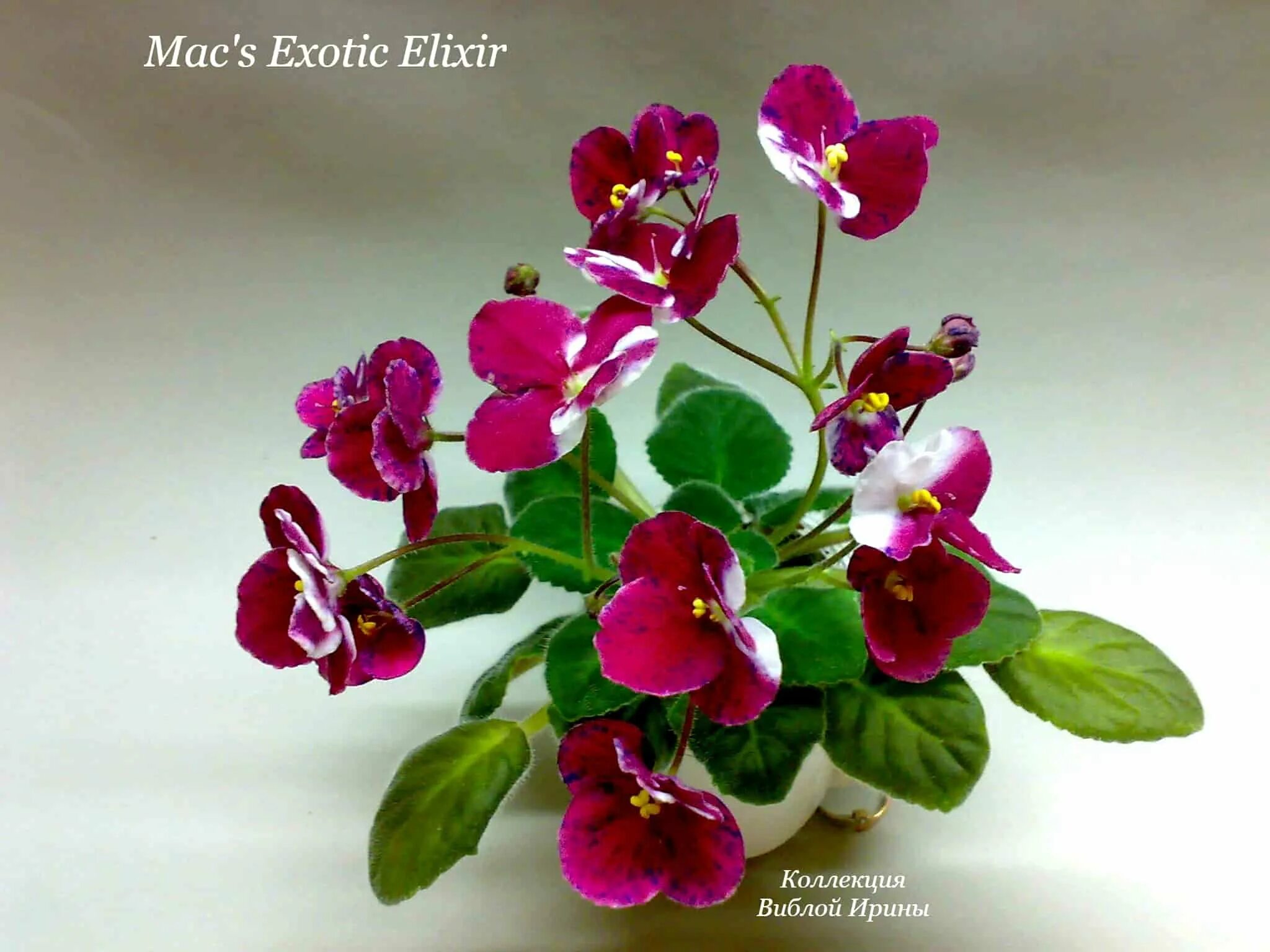 Фиалка макс. Фиалка mac&#039;s exotic elixir. фиалка mac&#039;s black pearl. фиалка mac’s piqued pixie. фиалка mac&#039;s crystal cupid.