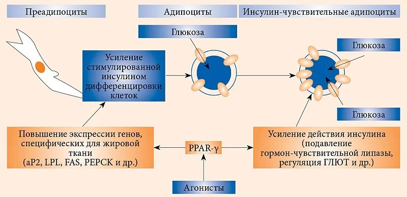 Чувствительность к инсулину. Препараты повышающие чувствительность к инсулину. Низкая чувствительность к инсулину. Чувствительность клеток к инсулину. Резистин гормон.
