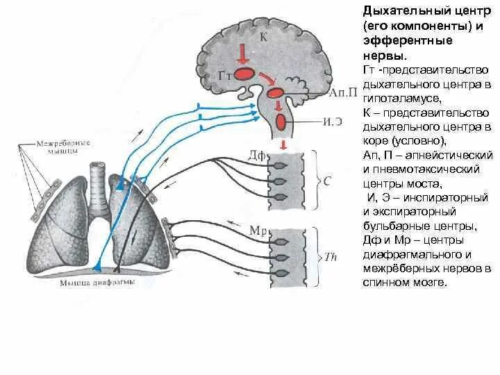 Дыхательный центр иннервация. Схему взаимосвязи отделов дыхательного центра.. Регуляция дыхания продолговатый мозг. Схема работы нейронов дыхательного центра.