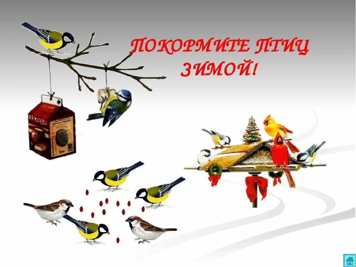 Конкурс покормите птиц. Покормите птиц зимой. акция покорми птиц зимой. акция покормите птиц зимой. 15 января день зимующих птиц.