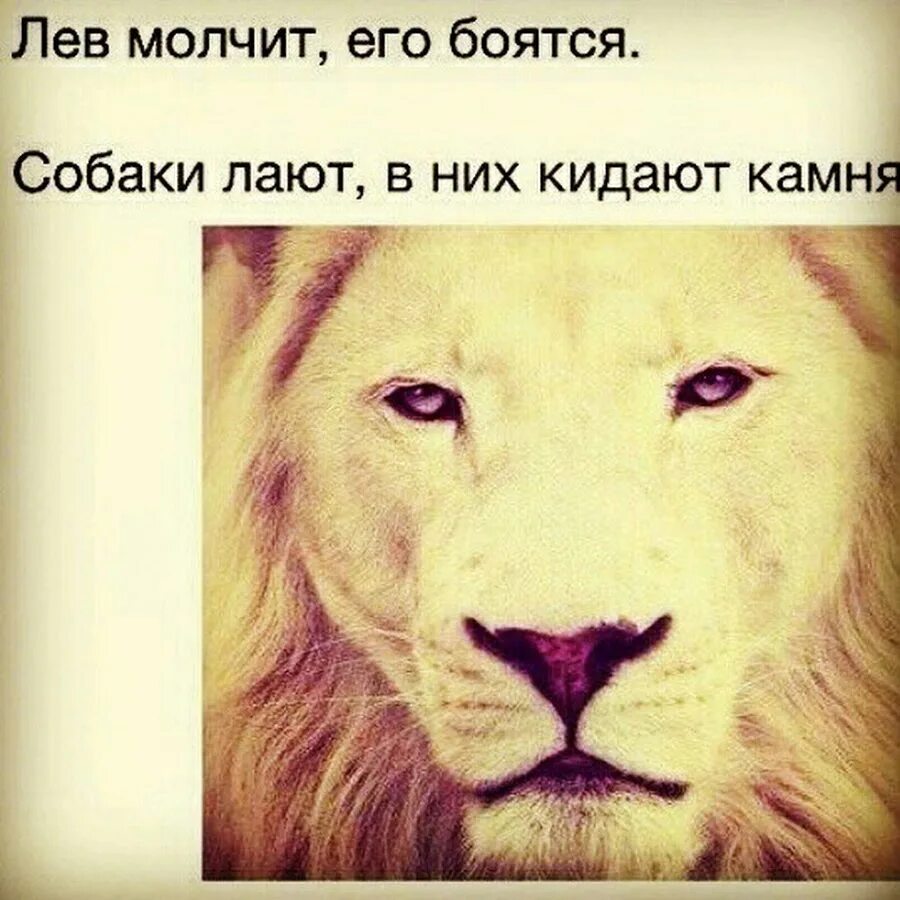 Лев будет твоим. Лев цитаты. Цитаты на фотографиях со львами. Фразы про Льва. Собака лает.
