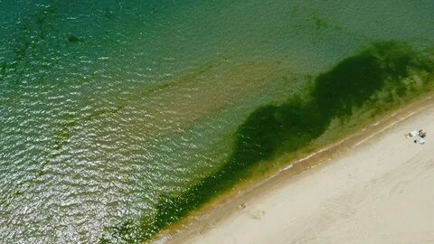 Цветущая вода анапа