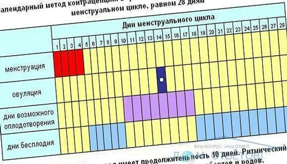 Можно ли забеременеть на следующий день овуляции. Овуляция при цикле. Менструальный цикл овуляция. Дни овуляции после месячных календарь. Менструальный цикл 26 дней.