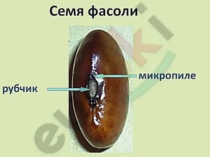 Над рубчиком находится