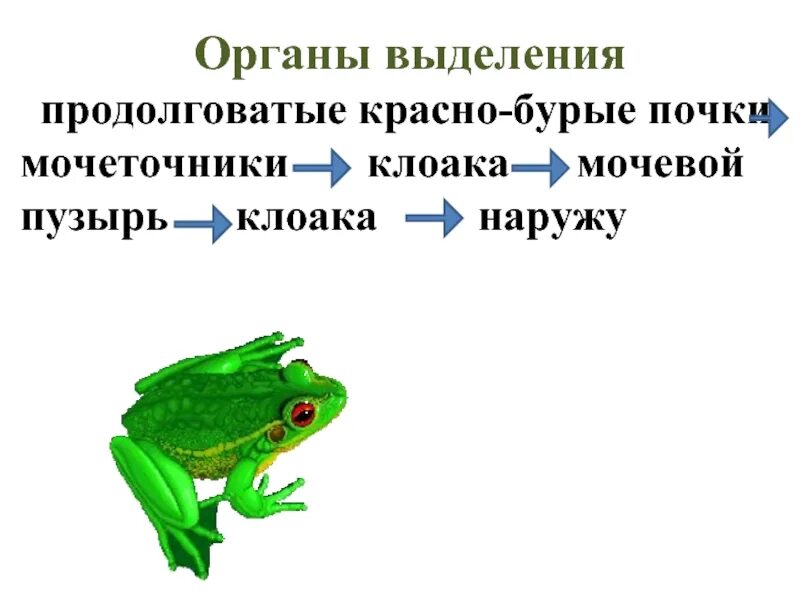 Выделительная система позвоночных животных таблица. Выделительная система животных. Земноводные выделительная. Клоака у земноводных.